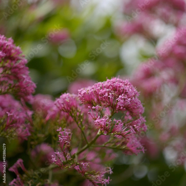 Fototapeta Flora of Gran Canaria -  Centranthus ruber, red valerian, invasive in Canaries natural macro floral background
