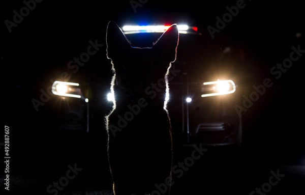 Obraz A police dog on the night shift