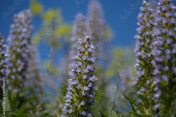 Fototapeta Flora of Gran Canaria -  Echium callithyrsum, blue bugloss of Tenteniguada, endemic to the island,
 natural macro floral background
