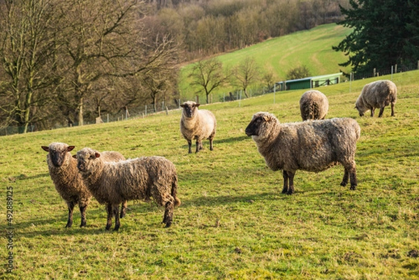 Fototapeta Flock of sheep on a green meadow in a hilly landscape with bare deciduous trees in the background, Weserbergland, Germany