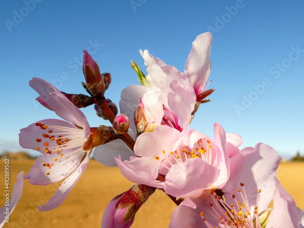Fototapeta Pink flowers