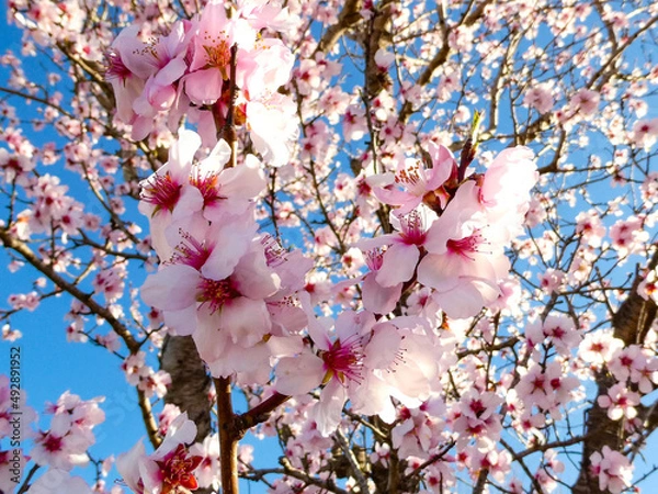 Fototapeta Cherry blossom