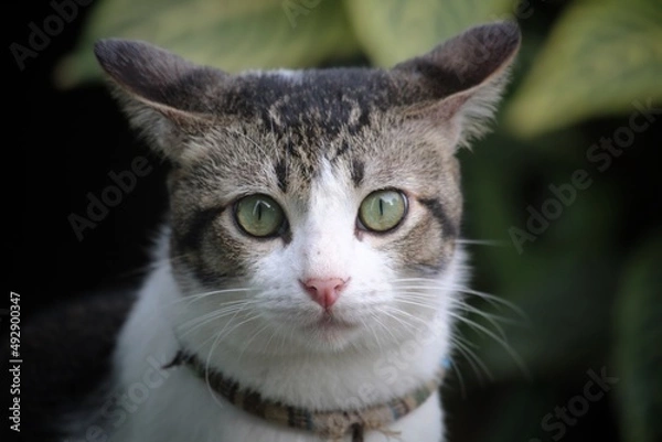 Obraz an adorable tomcat looks at the camera while being photographed