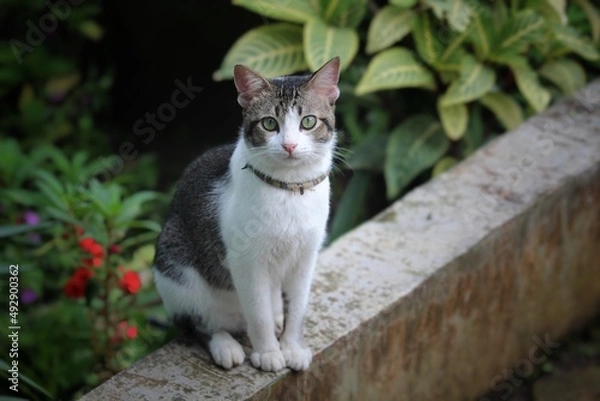 Obraz an adorable tomcat looks at the camera while being photographed
