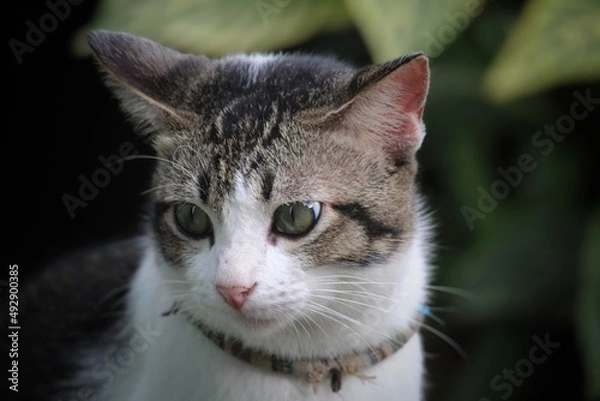 Obraz a tomcat lowers its head when photographed