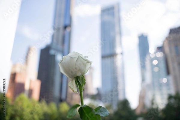 Obraz white rose in a memorial