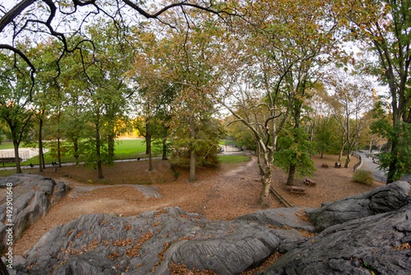 Obraz tree in the park