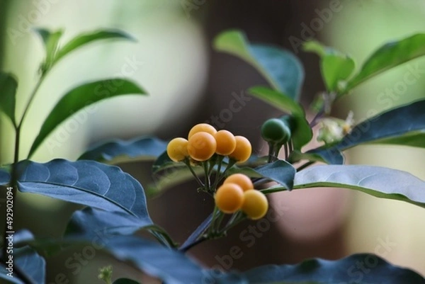Obraz Solanum diphyllum Fruits in the backyard 