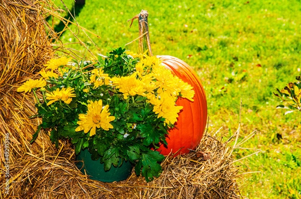 Obraz Thanksgiving decor