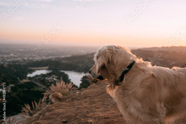 Obraz Golden Retriever dog looking at a sunset view of Los Angeles