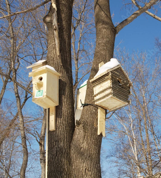 Obraz Nesting boxes on a tree