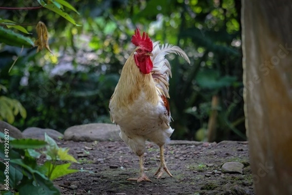 Obraz a white rooster is in the garden area of ​​the house