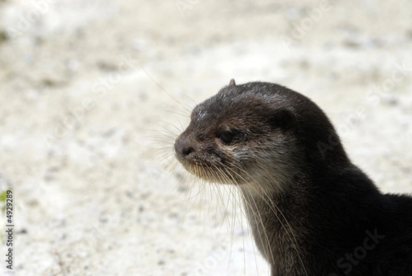 Obraz loutre