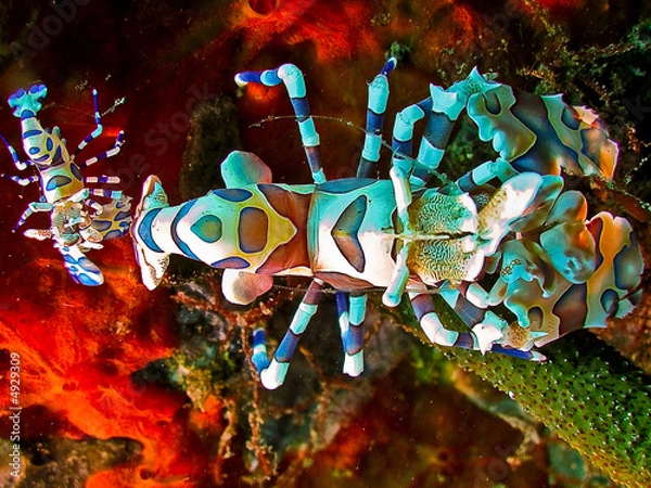 Obraz krewetki arlekinowe 2