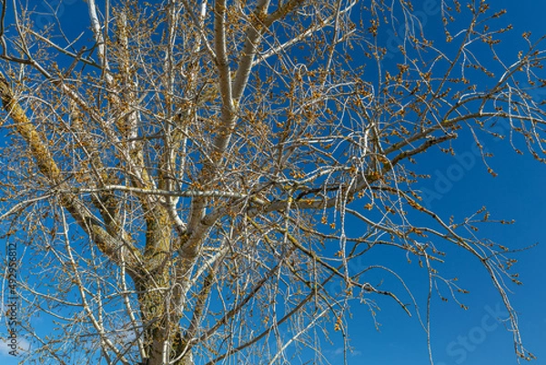 Fototapeta Old poplar covered with buds in early spring. Populus.