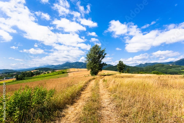 Fototapeta 北海道富良野、7月の麦畑・日本