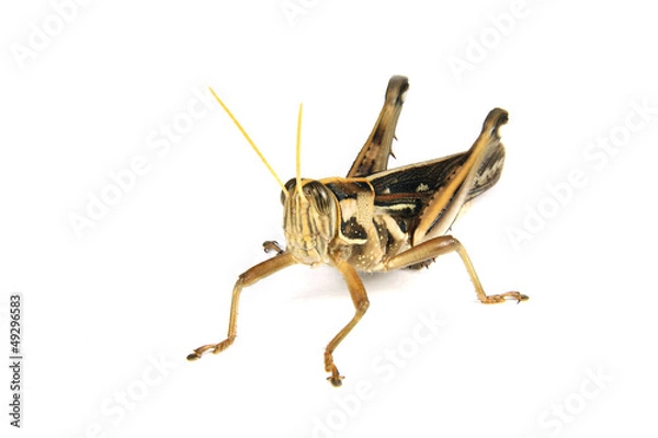 Obraz Grasshopper