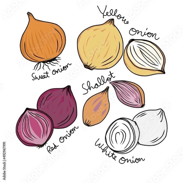 Obraz Type of onions vector illustration