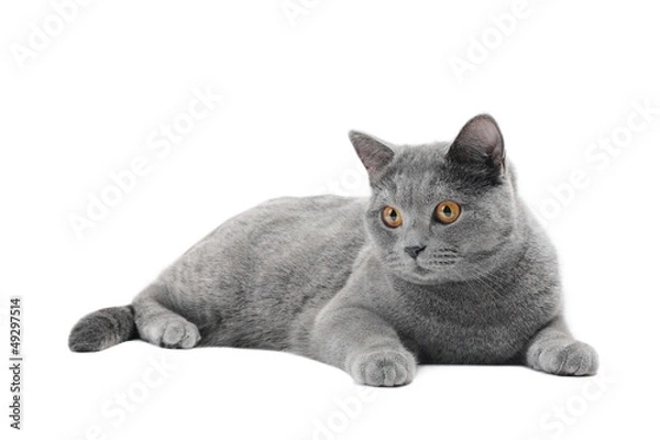Obraz Британская голубая кошка