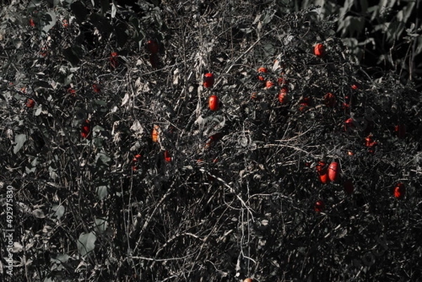 Fototapeta カラスウリ