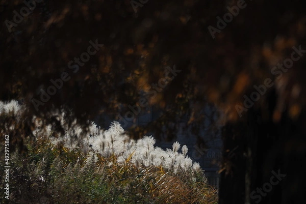 Fototapeta OLYMPUS DIGITAL CAMERA