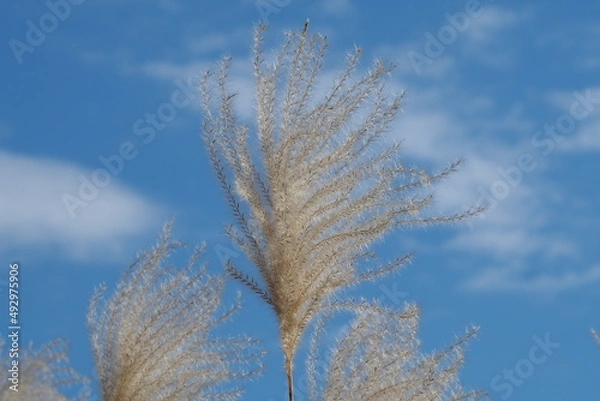 Obraz ススキと青空