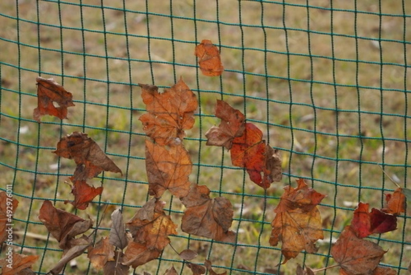 Obraz 枯れ葉とネット