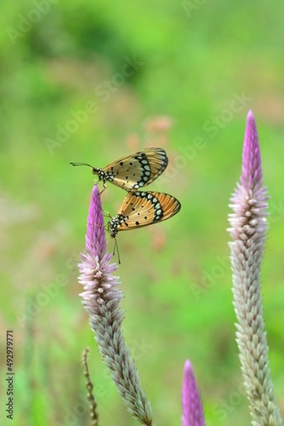 Obraz Butterfly on a flower