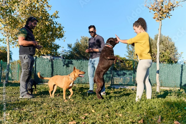 Fototapeta group of dog trainers working with their dogs on a sunny afternoon in the park