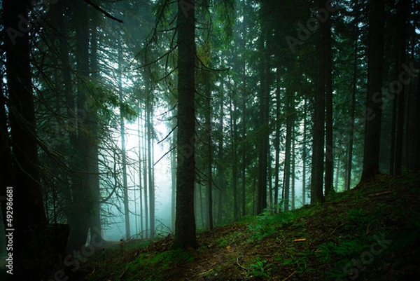 Obraz Waldlandschaft 