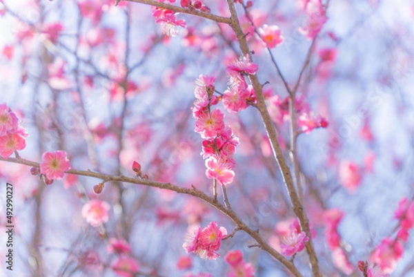 Fototapeta ウメの花