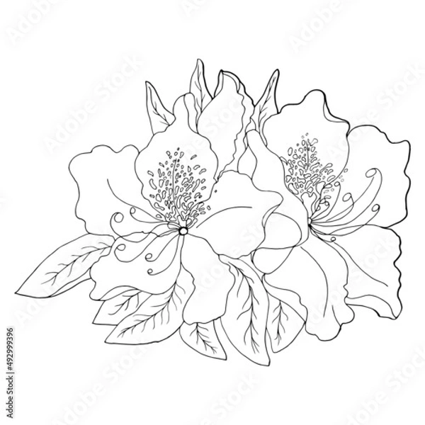 Fototapeta Azalea with leaves close up on a white background. Floral botanical flower. Isolated illustration element.  Elements for coloring, decor.	