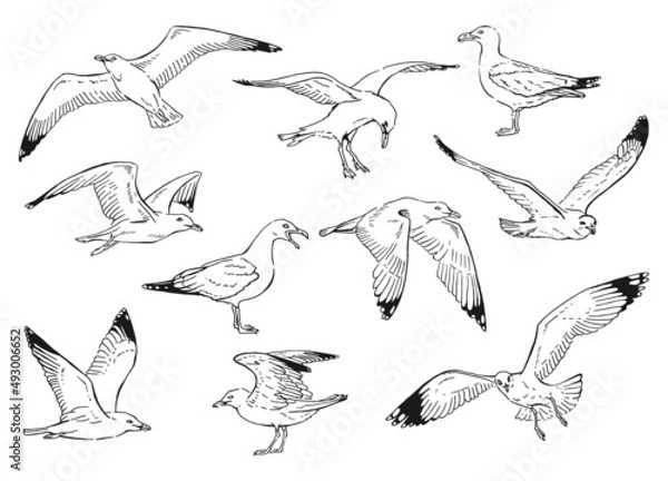 Fototapeta Set of seagulls outlines. Hand drawn illustration converted to vector.