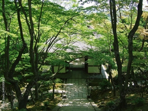 Obraz 京都　常寂光寺の新緑