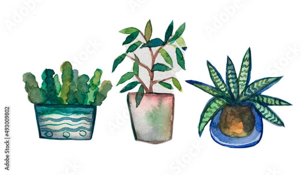 Fototapeta Set of three plants. Hand drawn flowers in a pot. Set of flowers in watercolor