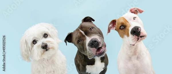 Obraz Banner three pets. Atttentive and thinking dogs tilting head side. Isolated on blue pastel background