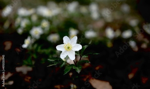 Fototapeta One Magnificent  white Wood Anemone flower with others blurred anemones in  the background of a French forest near Lyon in spring