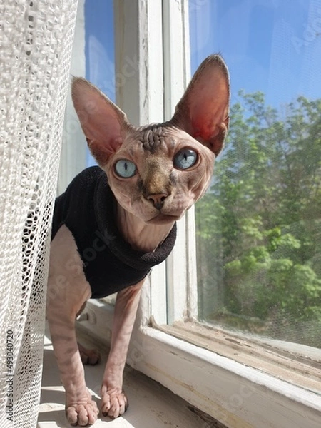 Fototapeta cat sphinx