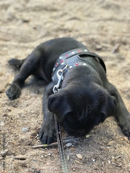 Fototapeta small pug