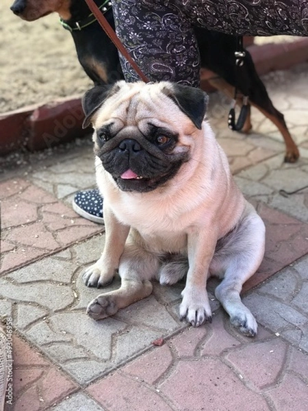 Fototapeta  pug