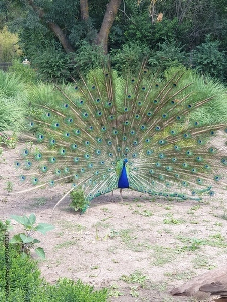 Fototapeta peacock
