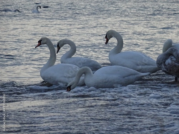 Obraz Beautiful swan birds at sunset in the Black Sea