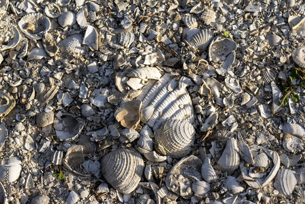 Fototapeta Shells