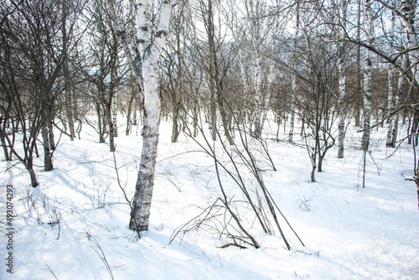 Fototapeta 雪景色