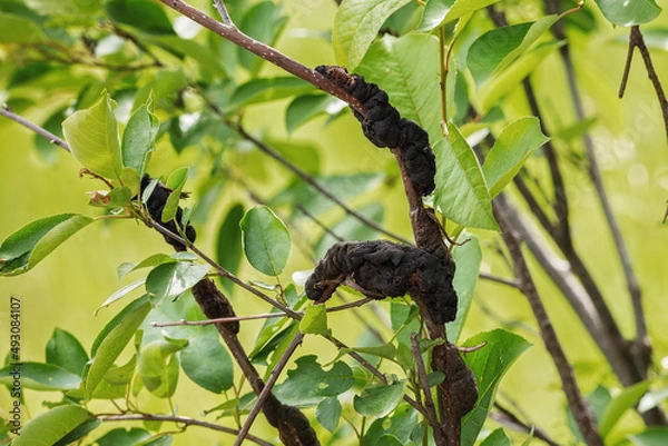 Fototapeta Black knot disease on a tree limb with green leaves