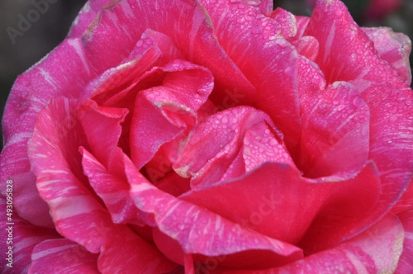 Obraz Dew on rose petals