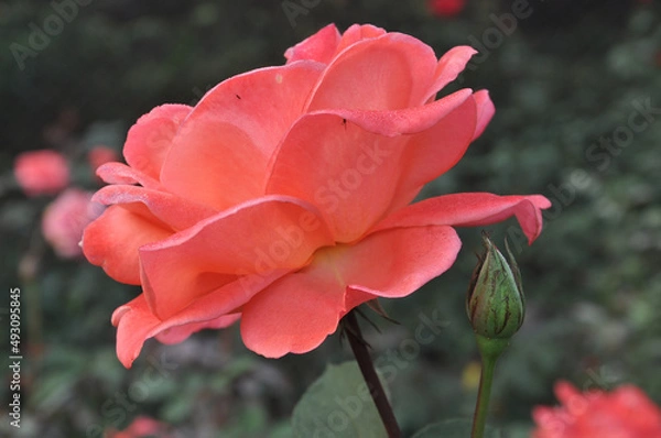 Obraz Rose with a bud