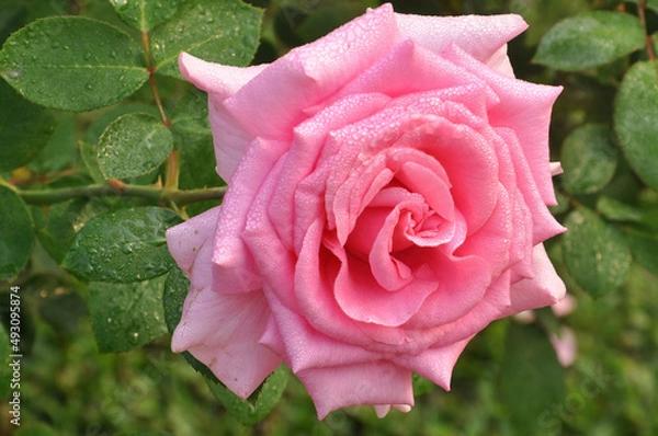 Obraz Pinkish delight