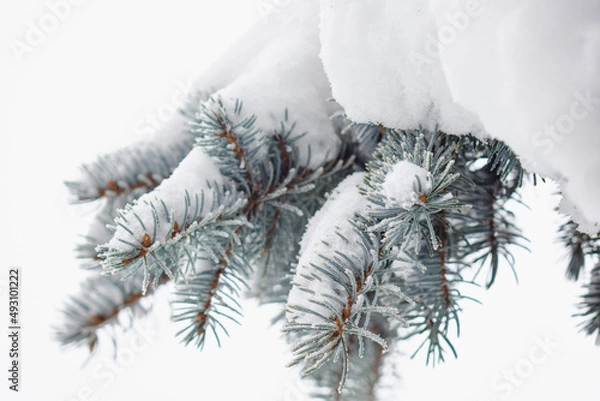 Obraz Spruce covered by snow