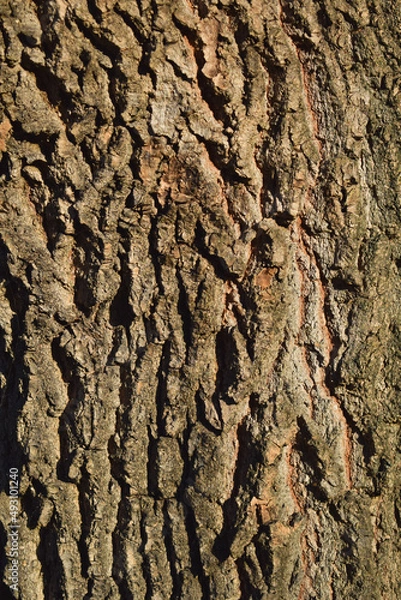 Fototapeta Bark of a tree. Bark tree texture. Bark pattern